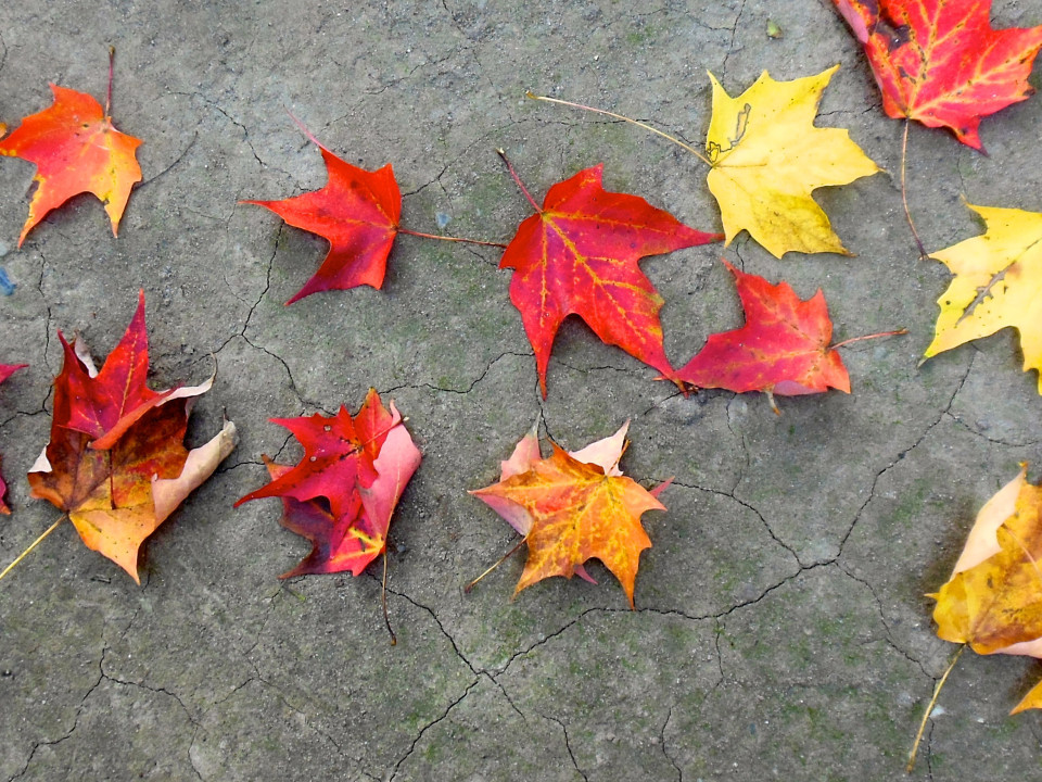 Dead leaves and beauty