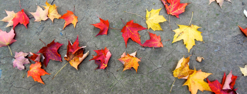 Dead leaves and beauty