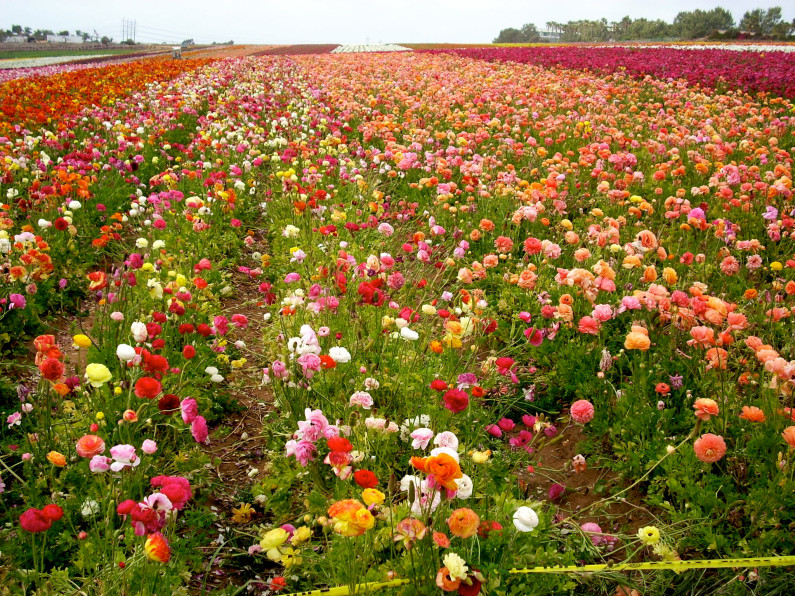 Flourishing flowers. CA